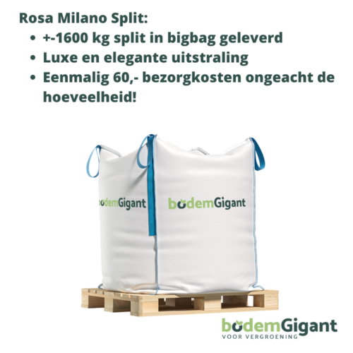 Rosa Milano split productinfo bodemgigant